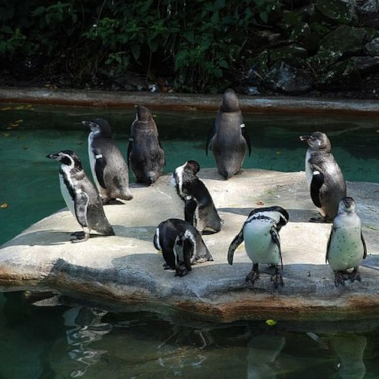 ImagesBirmingham/Birmingham Brian Clift Penguins_in_Dudley_Zoo,_England.jpg
